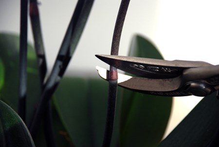 Po kelių mėnesių jūsų orchidėja vėl žydės Po kelių mėnesių jūsų orchidėja vėl žydės