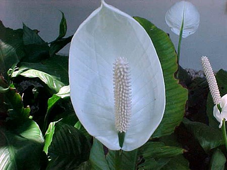 Transplantacija spathiphyllum