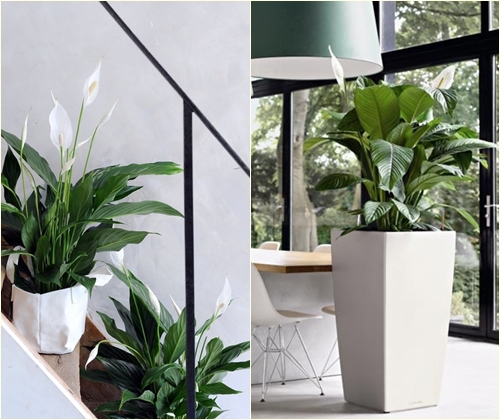 Ligos ir gydymas spathiphyllum