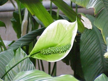 Priežiūra dėl spathiphyllum namuose Priežiūra dėl spathiphyllum namuose