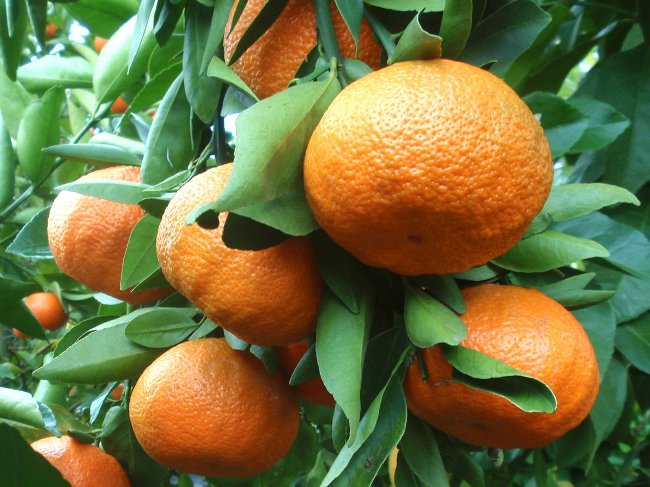 Kaip auginti mandariną iš kaulo