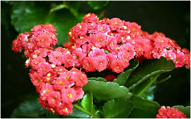 Kalanchoe gėlė