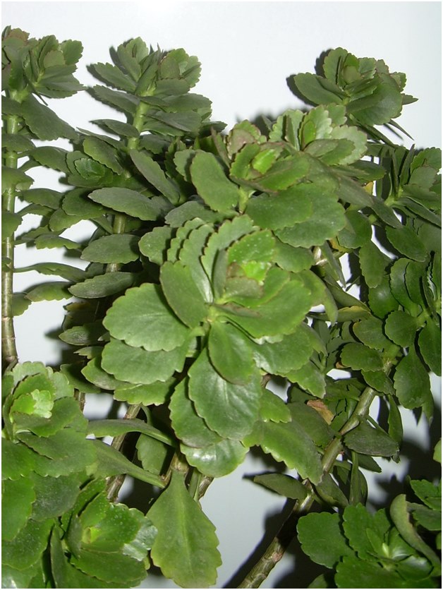 kalanchoe kirtimai