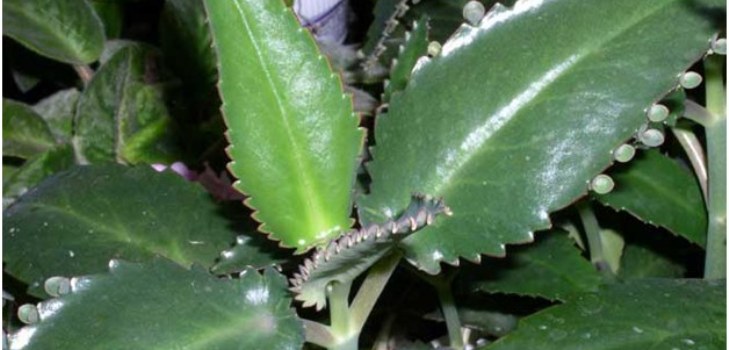 Kalanchoe augalas