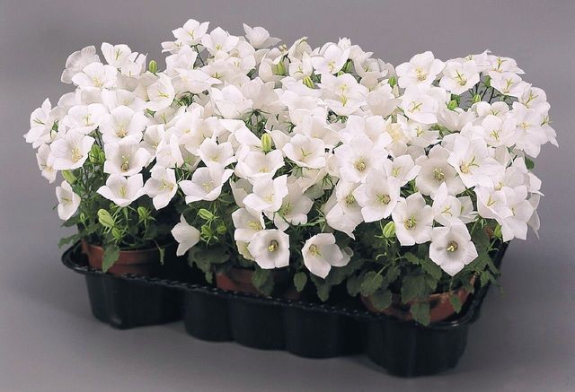 Priežiūra Campanula
