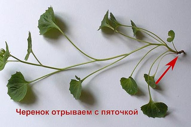 Priežiūra Campanula