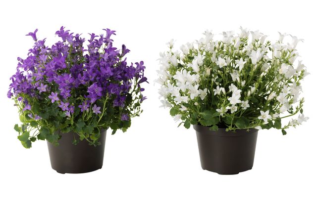 Priežiūra Campanula