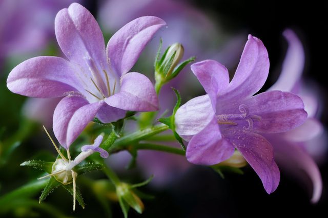 Campanula namuose - sodinimas ir priežiūra (video, nuotrauka): patarimai pradedantiesiems floriculturist