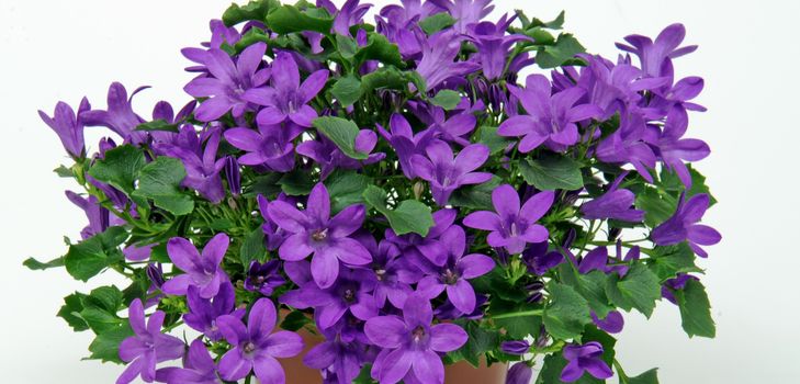 Priežiūra Campanula