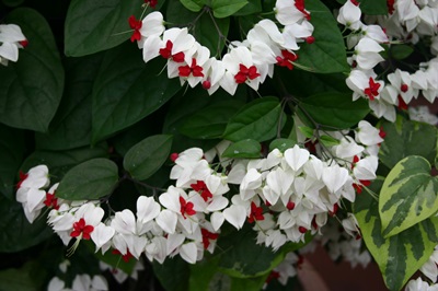 Clerodendrum - priežiūra
