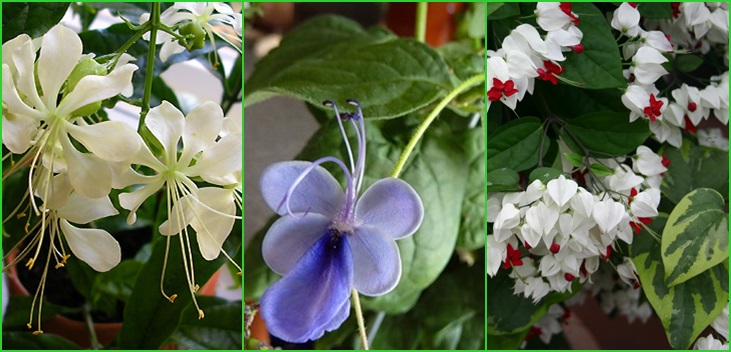 Clerodendrum - priežiūra