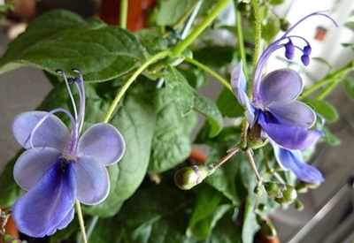 Clerodendrum - priežiūra