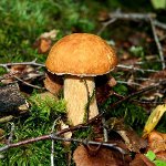 Kada rinkti grybus Kada rinkti grybus