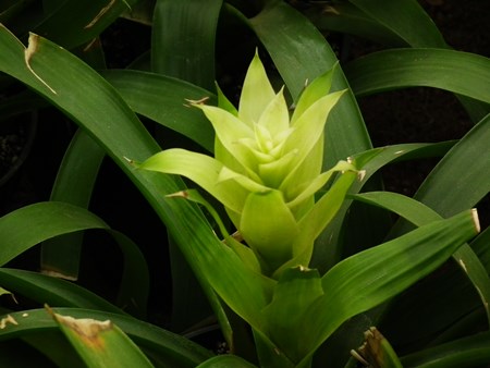 Guzmania: kaip rūpintis veisimosi sezono metu Guzmania: kaip rūpintis veisimosi sezono metu