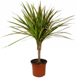 Dracena Dracena