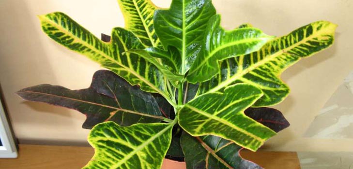 Croton: namų priežiūra