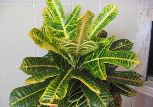 Croton: namų priežiūra