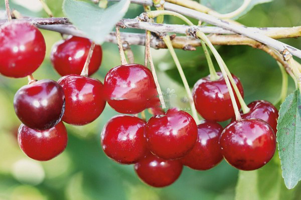 Geriausios veislės vyšnių - apibūdinimas su nuotrauka