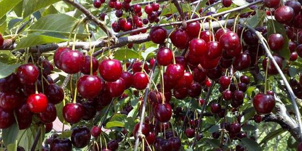 Geriausios veislės vyšnių - apibūdinimas su nuotrauka