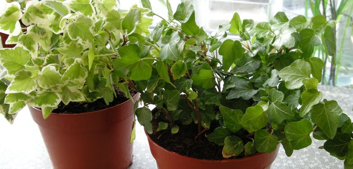 Mėnulio kalendorių naminių augalų 2016: tiksliausias. Lentelė. Nepalankios transplantacijos dienos