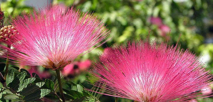 Mimosa drovus: priežiūros savybes Mimosa drovus: priežiūros savybes