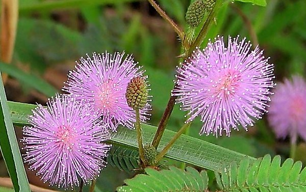 Mimosa drovus: priežiūros savybes Mimosa drovus: priežiūros savybes