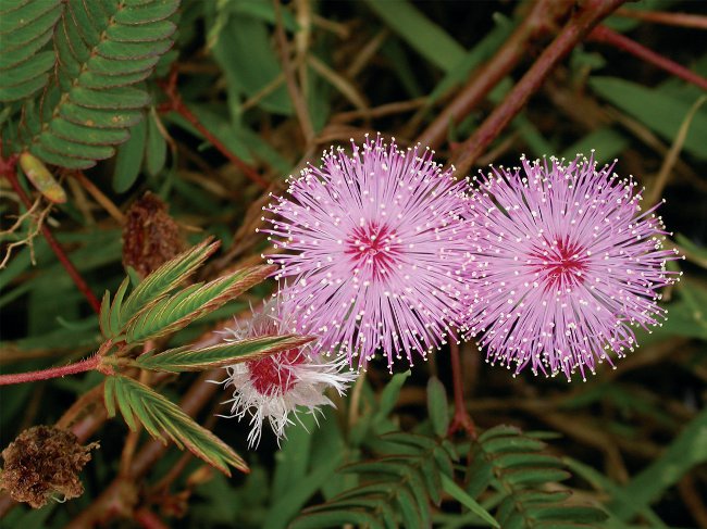 Mimosa drovus: priežiūros savybes Mimosa drovus: priežiūros savybes