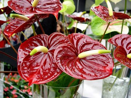 Anthurium: priežiūra namuose