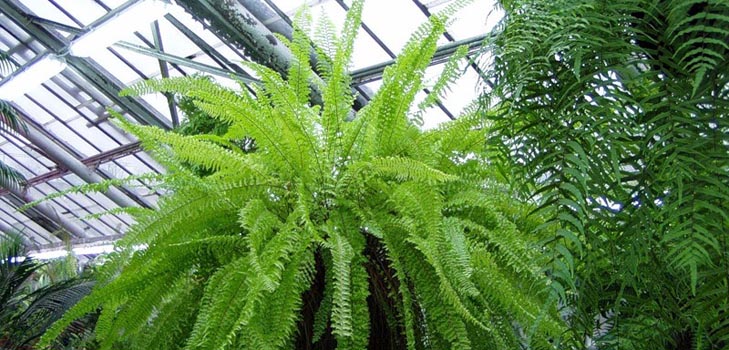 Nephrolepis - žavinga namų papartis