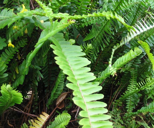 Nephrolepis: priežiūra namuose