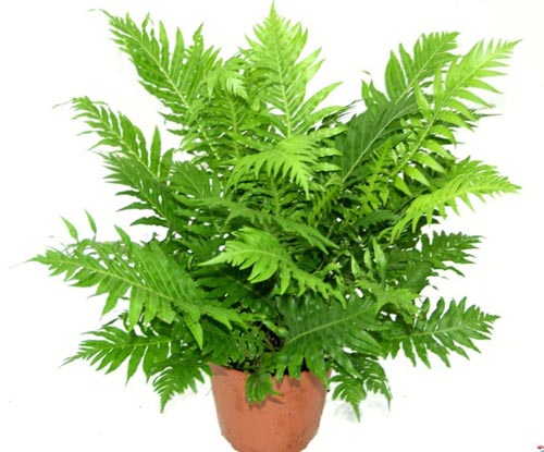 Nephrolepis. Reprodukcija