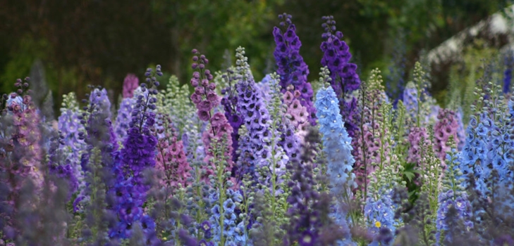 Naujosios Zelandijos delphiniums