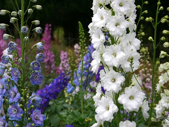 Naujosios Zelandijos delphiniums
