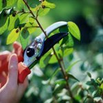 Prune peelingas