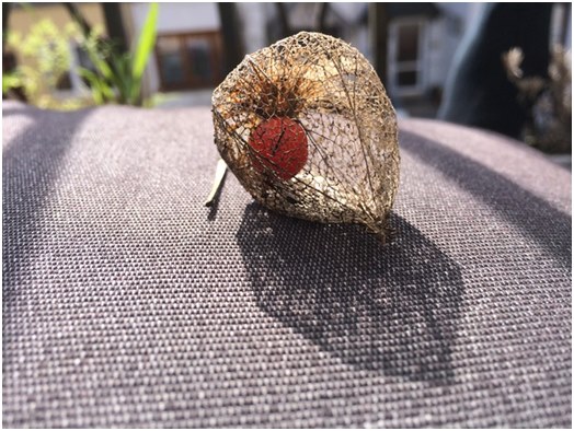 "Physalis" džiovintas