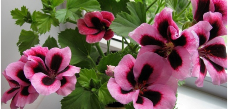 Pelargonium gėlė