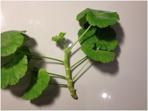 Pelargonijos stiebas
