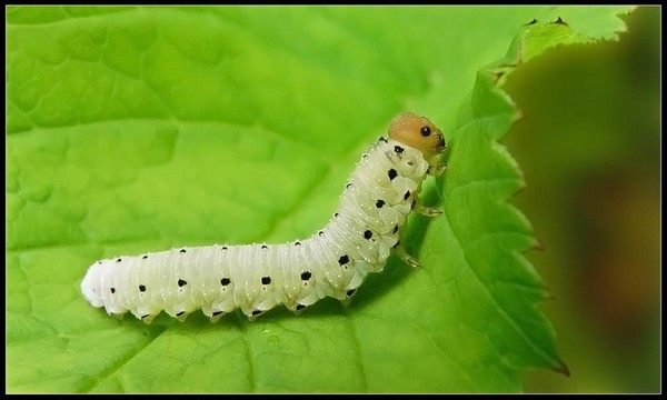 Valymas, šėrimas, žolės žolė! Sukulentų auginimas gėlių bare ir ant palangės