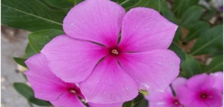 gėlių periwinkle