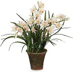 Orchid Cymbidium: priežiūra ir turinys Orchid Cymbidium: priežiūra ir turinys