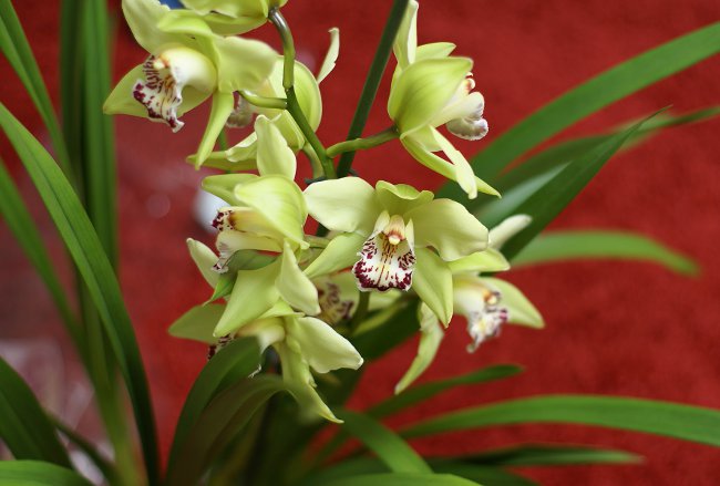 Orchid Cymbidium: priežiūra ir turinys