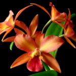 "Cattleya Orchid" "Cattleya Orchid"
