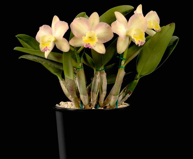 "Cattleya Orchid"