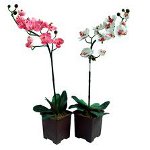 Orchidėja neauga: ką daryti? Orchidėja neauga: ką daryti?