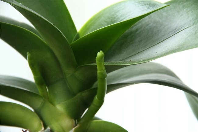 Orchidėja neauga: ką daryti? Orchidėja neauga: ką daryti?