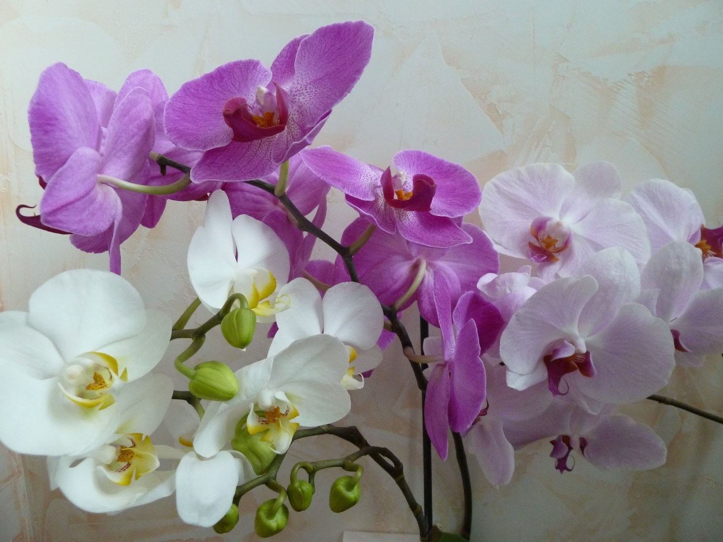 spalvota orchidėja