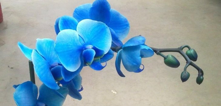 gražus orchidėjas