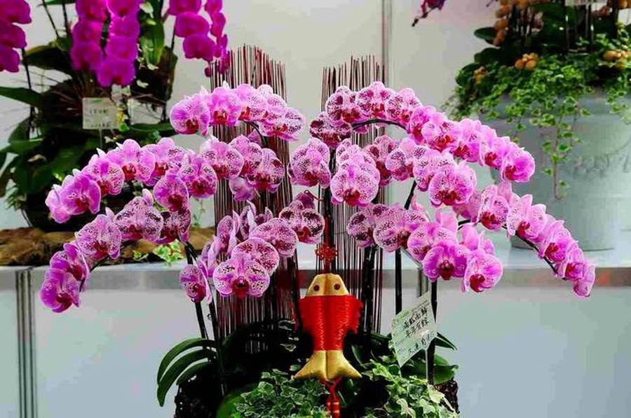 orchidėjų gėlė