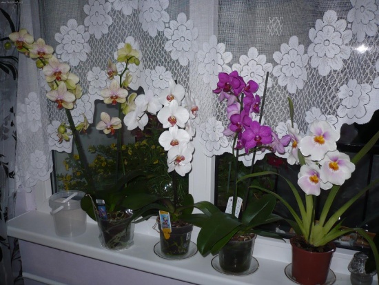 Orchidėja: priežiūra namuose