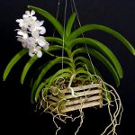 Orchid Vanda Orchid Vanda